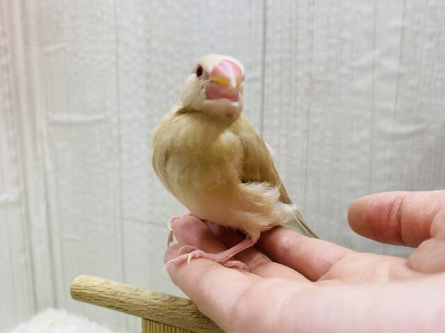 シナモン文鳥