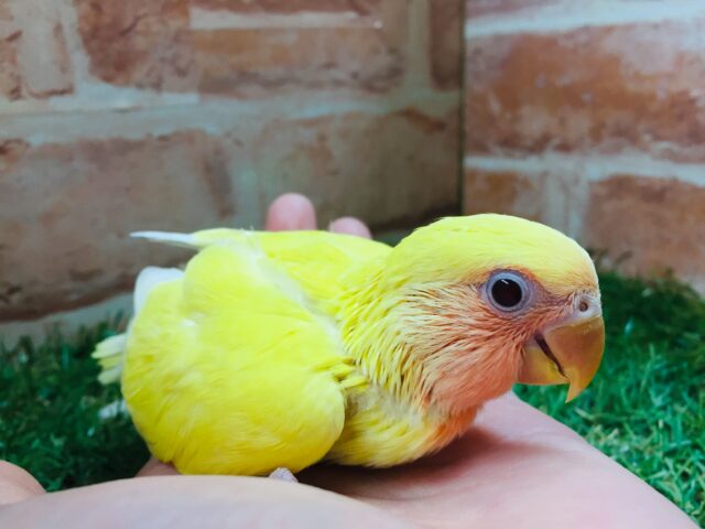 コザクラインコ（小桜インコ）