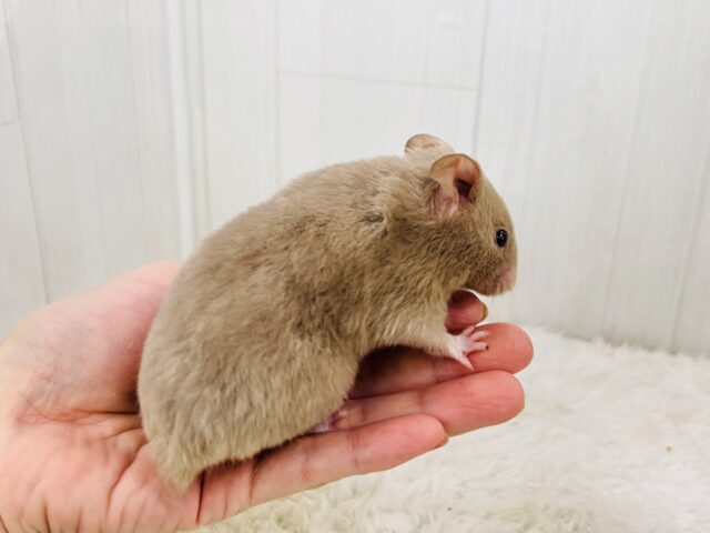ゴールデンハムスター