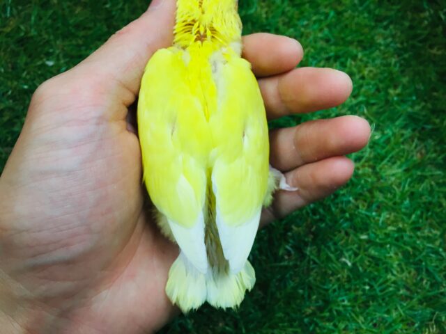 コザクラインコ（小桜インコ）