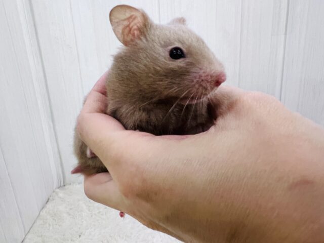 ゴールデンハムスター