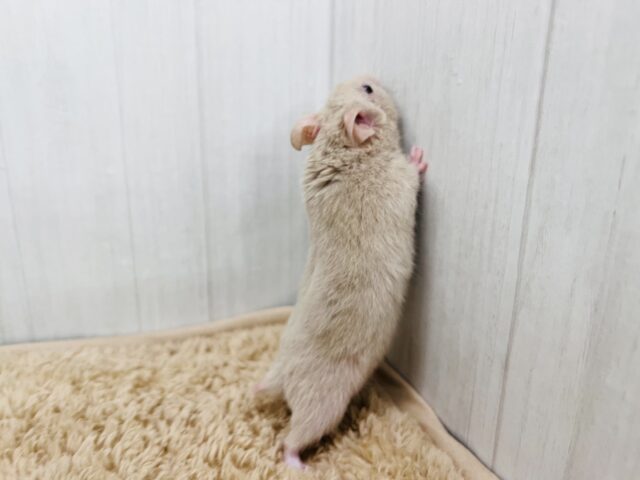 掘り掘り大好き♡激レア‼︎ダヴカラーのゴールデンハムスター君🐹 ゴールデンハムスター