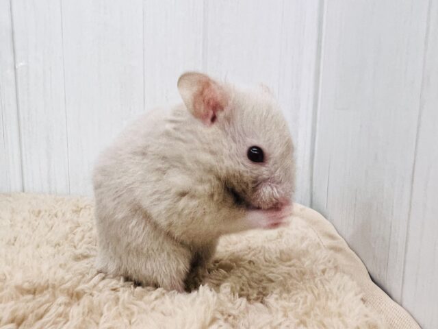 掘り掘り大好き♡激レア‼︎ダヴカラーのゴールデンハムスター君🐹 ゴールデンハムスター
