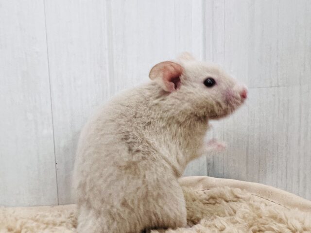 掘り掘り大好き♡激レア‼︎ダヴカラーのゴールデンハムスター君🐹 ゴールデンハムスター