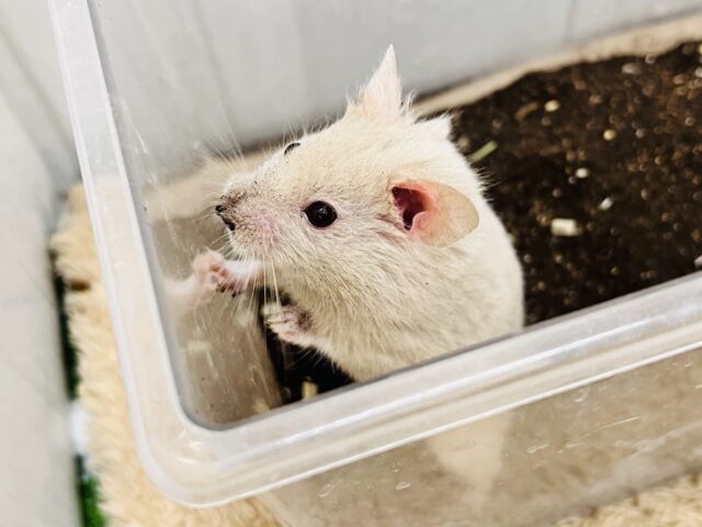 ゴールデンハムスター