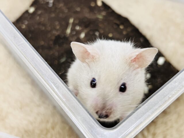 掘り掘り大好き♡激レア‼︎ダヴカラーのゴールデンハムスター君🐹 ゴールデンハムスター