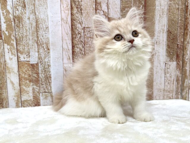 スコティッシュフォールド