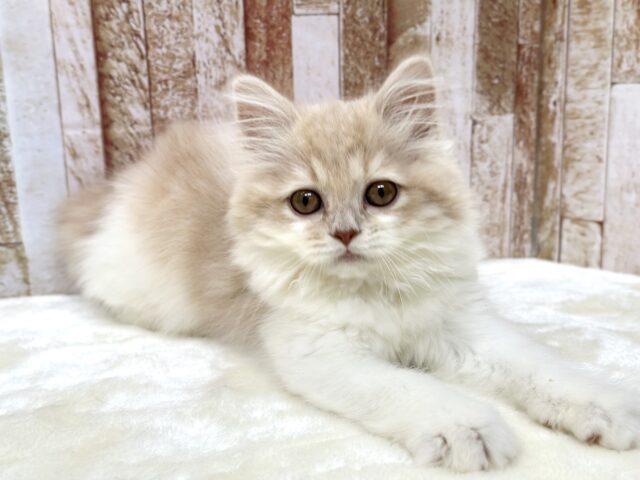 スコティッシュフォールド