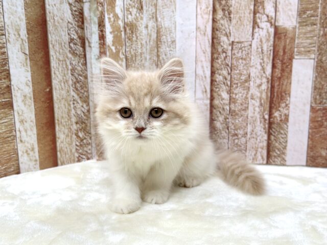 スコティッシュフォールド