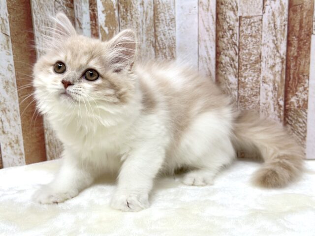 スコティッシュフォールド