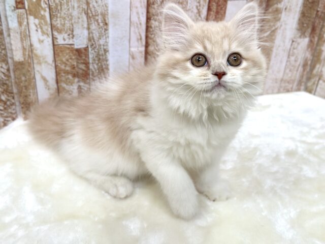 スコティッシュフォールド