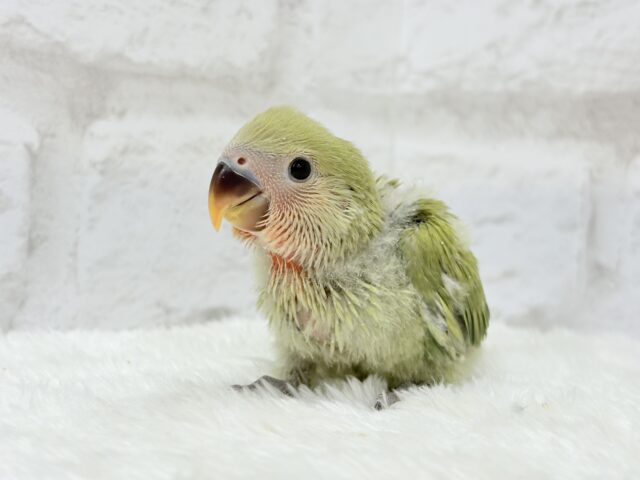 コザクラインコ（小桜インコ）