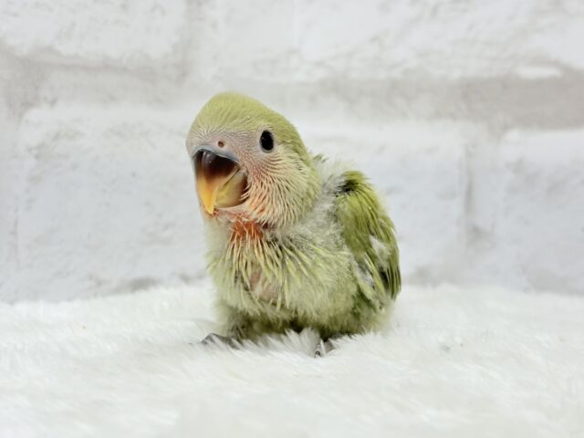 コザクラインコ（小桜インコ）