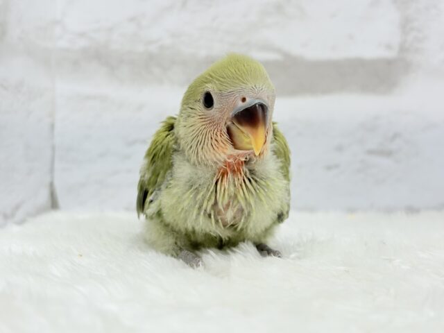 コザクラインコ（小桜インコ）