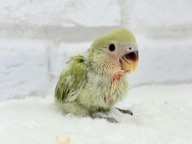 コザクラインコ（小桜インコ）