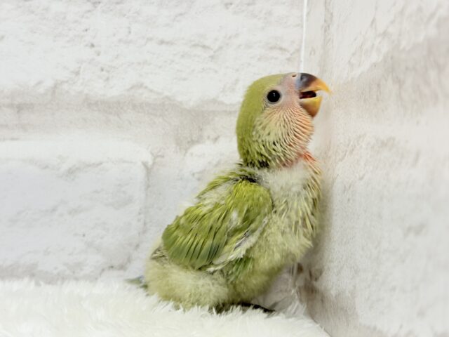 コザクラインコ（小桜インコ）