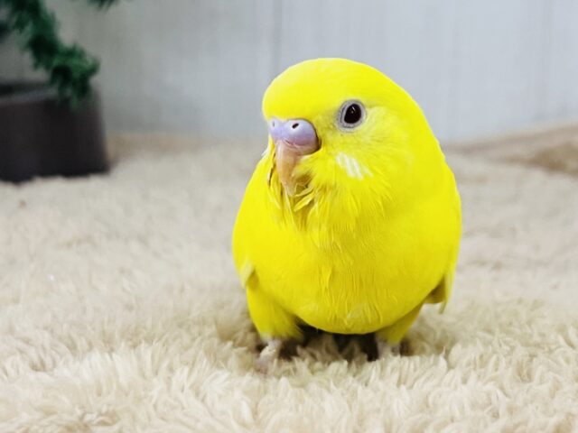 セキセイインコ