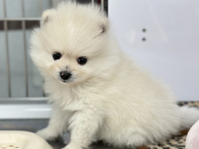 ポメラニアン