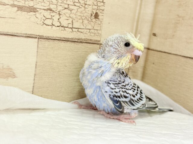 梵天セキセイインコ