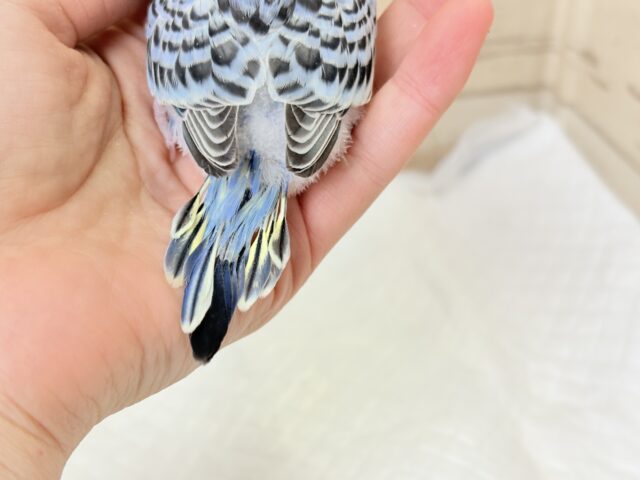 梵天セキセイインコ