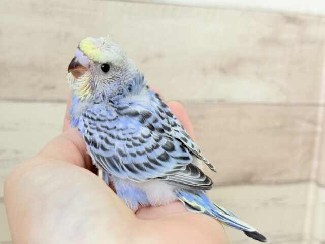 梵天セキセイインコ