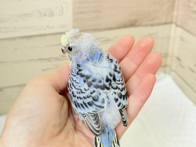 梵天セキセイインコ