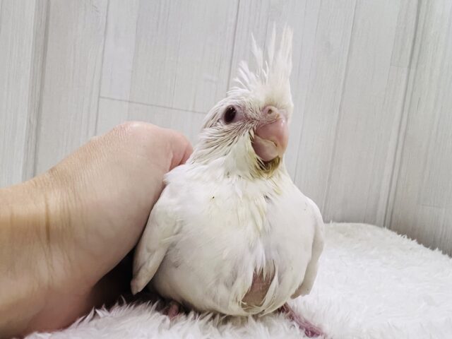 オカメインコ