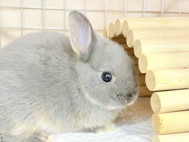 ネザーランドドワーフ