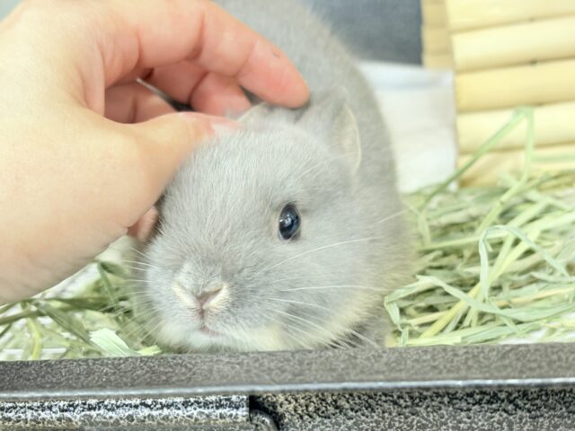 ネザーランドドワーフ