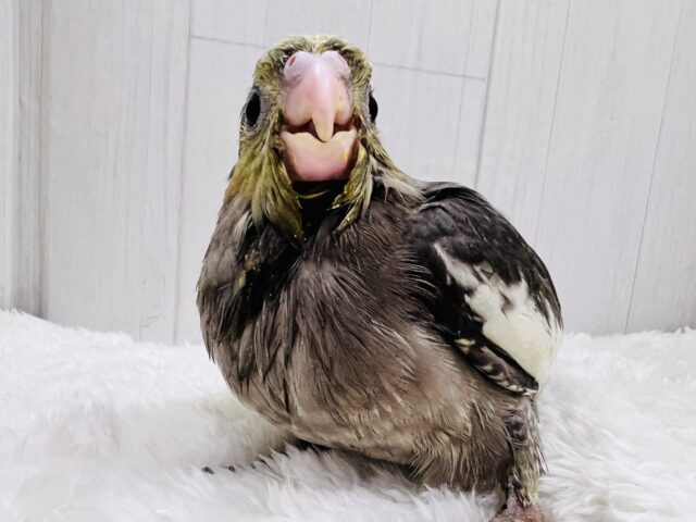オカメインコ