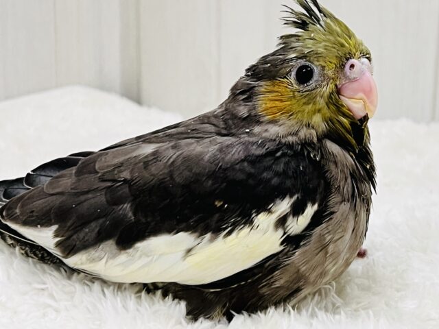 オカメインコ