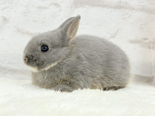 ネザーランドドワーフ