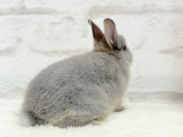 ネザーランドドワーフ