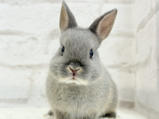 ネザーランドドワーフ