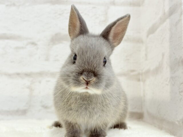 ネザーランドドワーフ