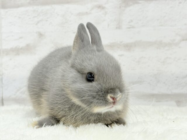 ネザーランドドワーフ