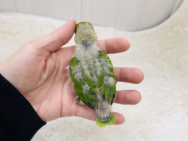 キエリボタンインコ
