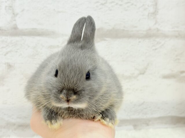 ネザーランドドワーフ