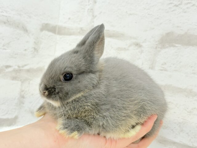 ネザーランドドワーフ