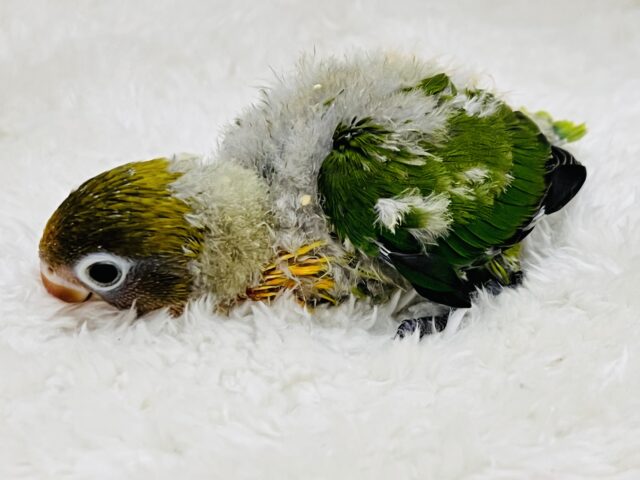 キエリボタンインコ