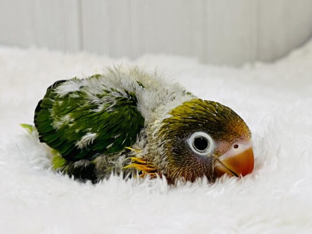 キエリボタンインコ