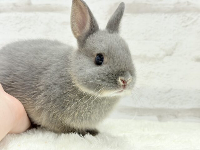 ネザーランドドワーフ