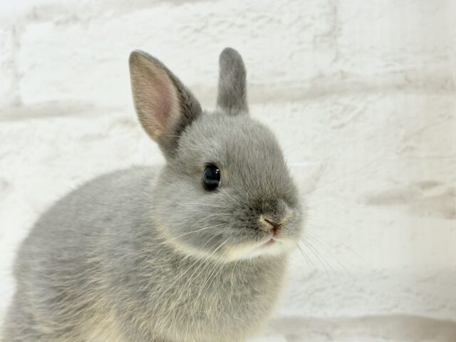 ネザーランドドワーフ