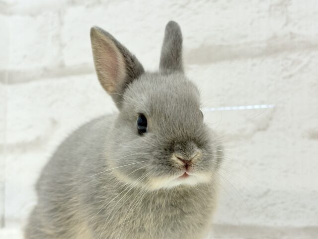 ネザーランドドワーフ