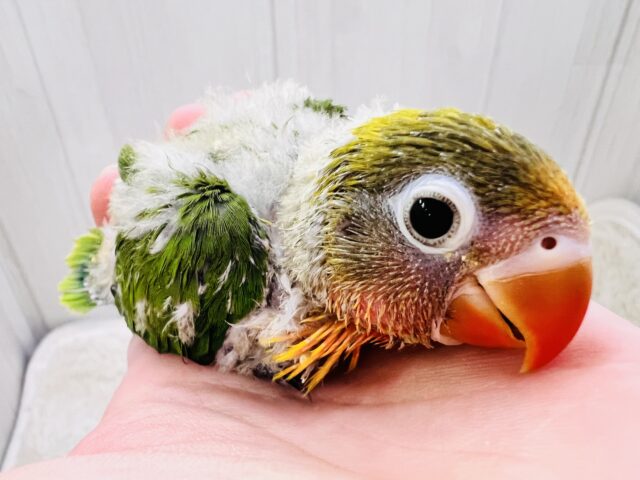 キエリボタンインコ