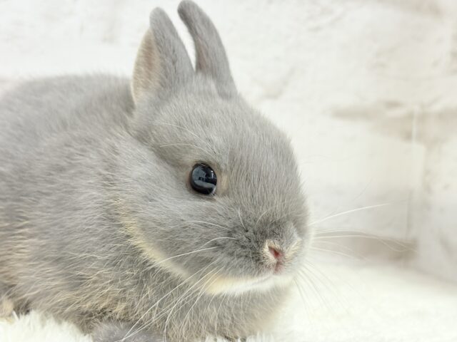 ネザーランドドワーフ