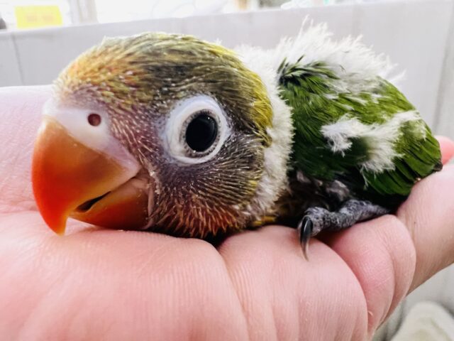 キエリボタンインコ