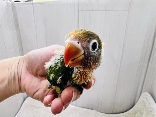 キエリボタンインコ