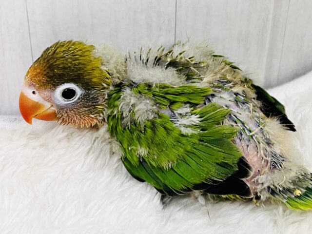キエリボタンインコ