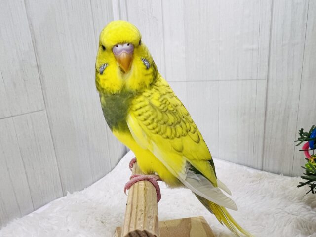 ジャンボセキセイインコ